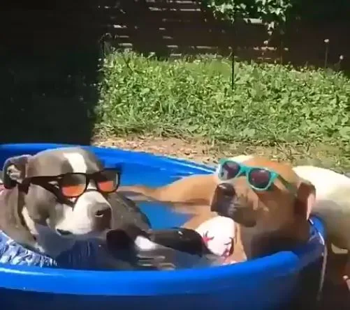 Brasileirão: veja os torcedores que estão ANSIOSOS para o início da 11ª rodada