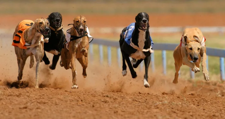 Como apostar em corridas de galgos: melhores sites e dicas; veja guia completo
