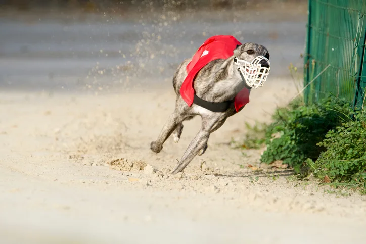 Como apostar em corrida de galgos na bet365