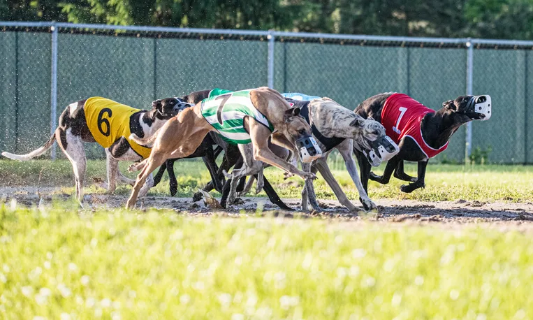 bet365 corrida de galgos