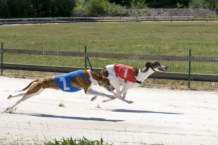 corrida de galgos bet365