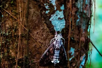 Fungo que inspirou game e série The Last of Us é encontrado em Belém