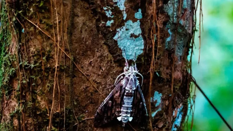 Fungo que inspirou game e série The Last of Us é encontrado em Belém